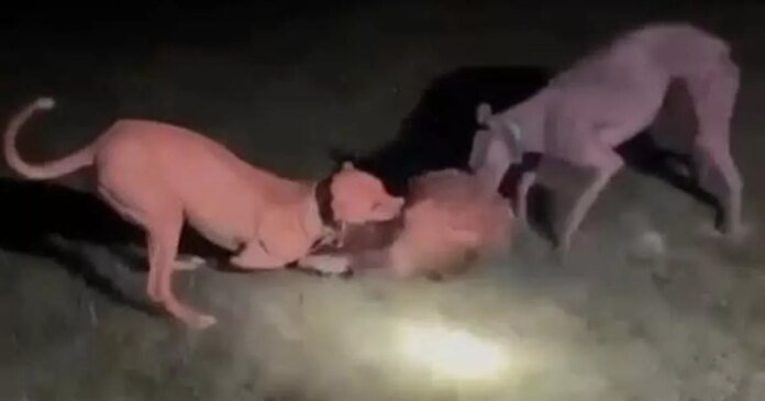 0_sick-dog-owner-caged-after-arranging-animal-fights-where-pet-cats-and-wild-badgers-were-torn-to-deat