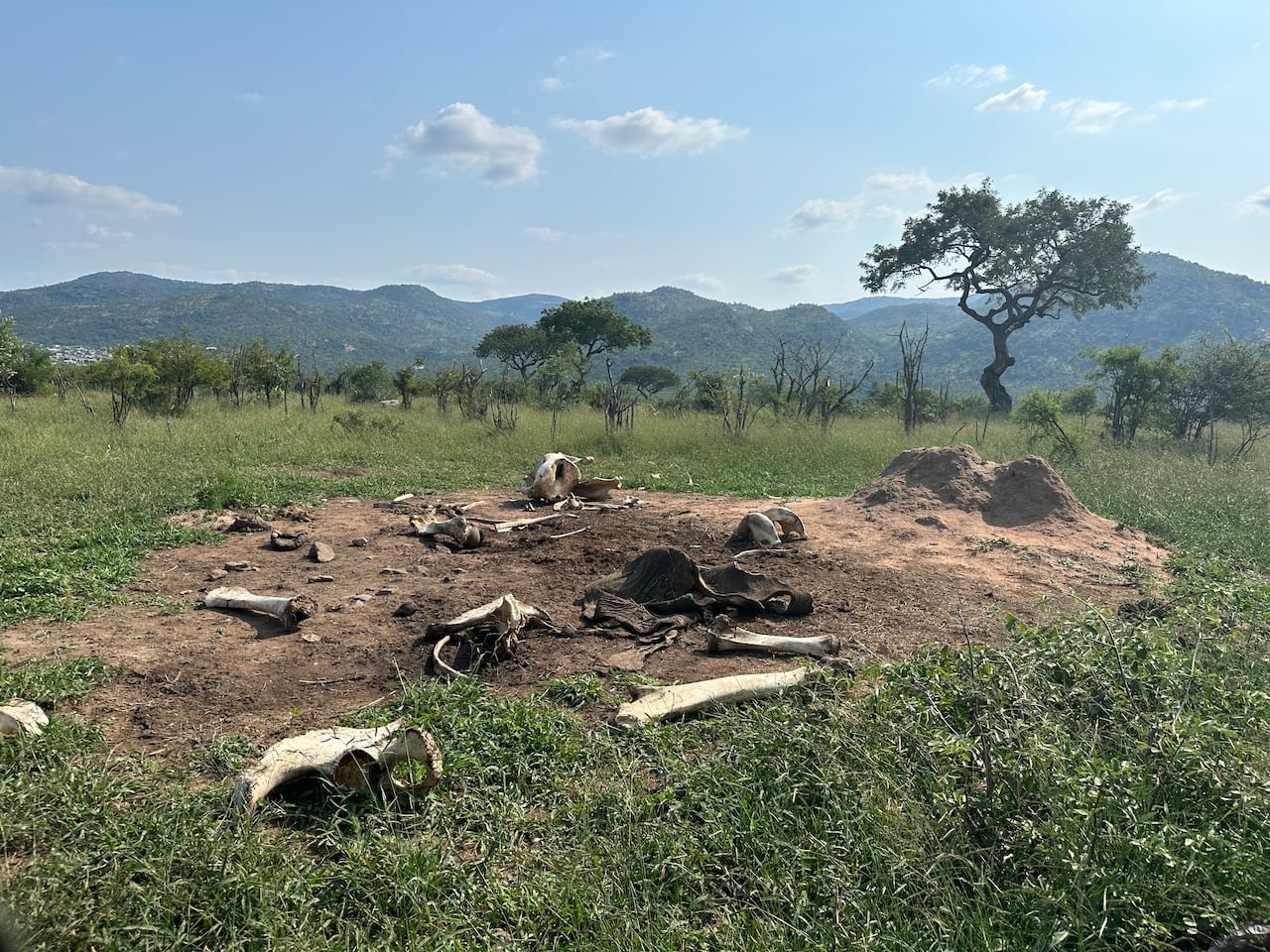 default-895 a picture shows a large bare patch of ground covered in elephant bones